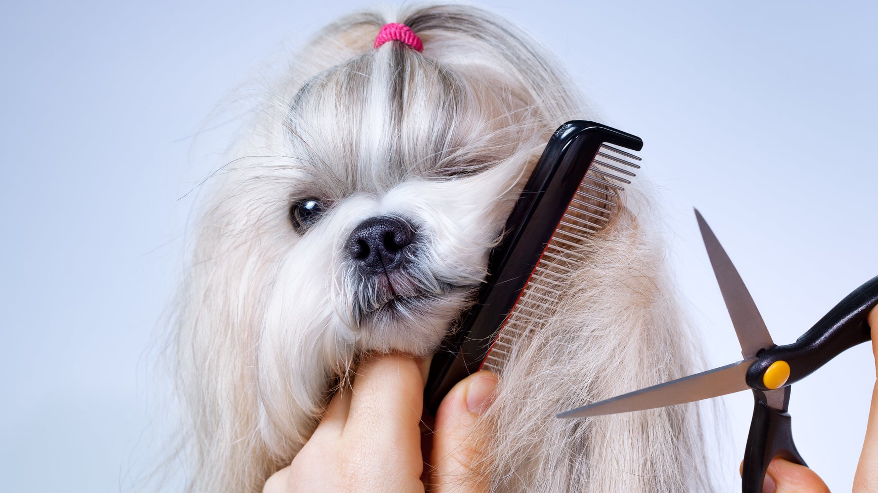 Confinement Pas Facile De Toiletter Son Chien Soi Meme Huffpost