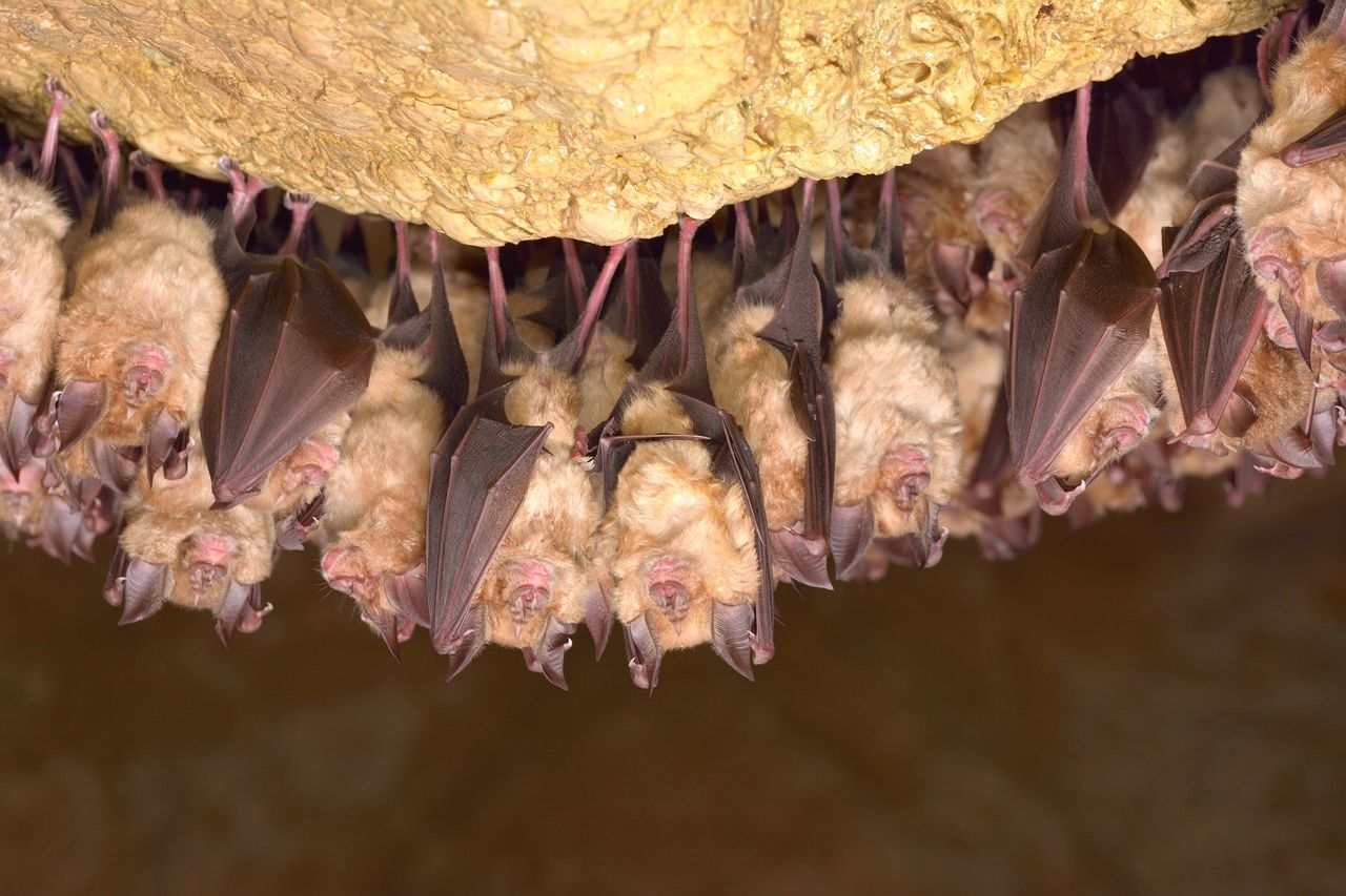 Horseshoe bats have been implicated in previous coronavirus outbreaks.