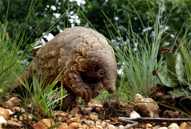 Pangolins are said to be the most illegally trafficked mammal on