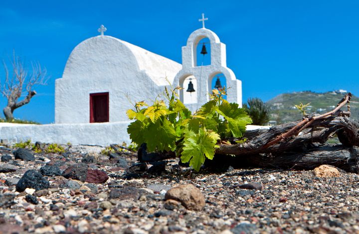 Grape field at Santorini of the Cyclades islands in Greece.