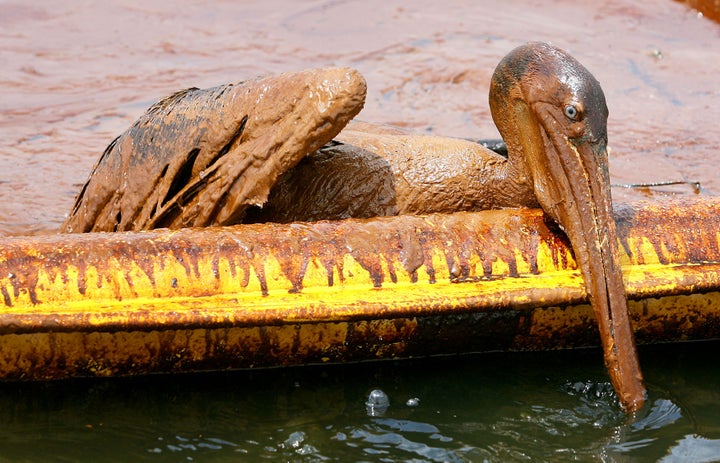 An oil-covered brown pelican tries to climb over an oil containment boom near Grand Isle, Louisiana on June 5, 2010.