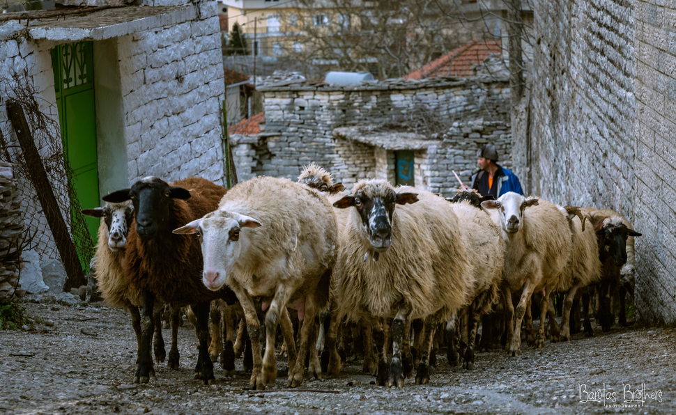 Κτηνοτρόφος στα πέτρινα σοκάκια της Δερβιτσάνης