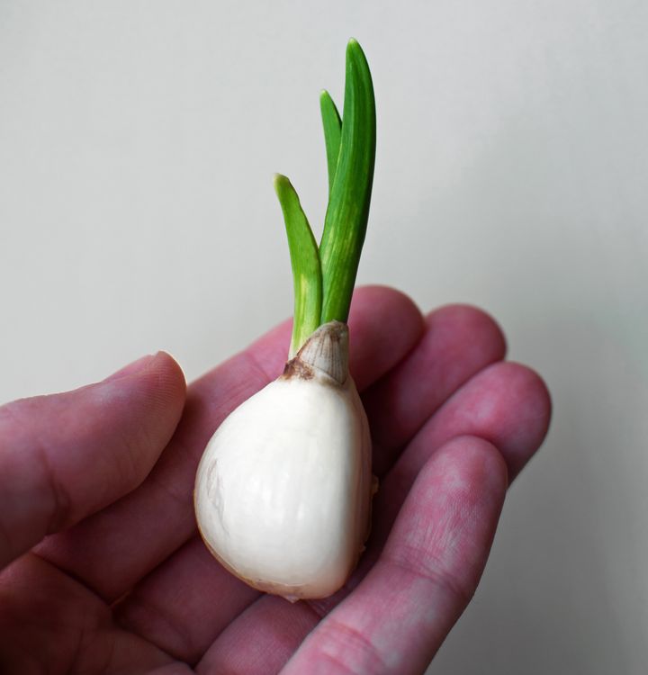 Young garlic with a sprouted green sprout in the hand of a woman on a white background