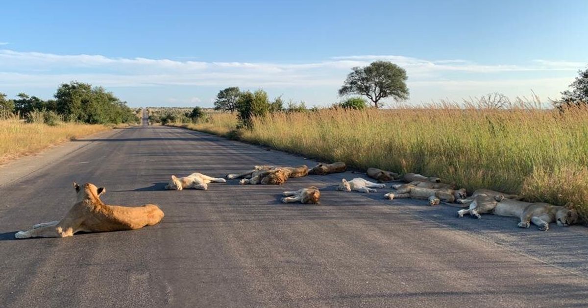 Lions In South Africa Lazily Sunbathe On Road Usually Swarming With Tourists