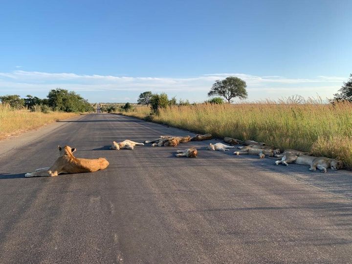 Lions laying on a road in Kruger National Park.