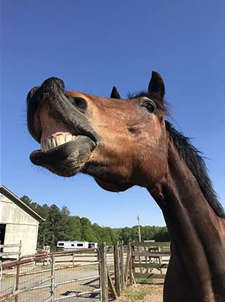 The Peace N Peas Farm in Indian Trails, N.C. is renting out animals like this brown horse named Zeus to make surprise appearances in virtual meetings during the coronavirus pandemic.