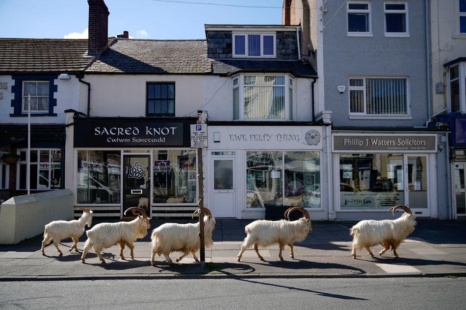 Mountain goats roam the streets of Llandudno, Wales, on March 31, 2020. The goats normally live on the rocky Great Orme but are occasional visitors to the seaside town; a local councillor told the BBC that the herd was drawn by the lack of people due to social distancing.