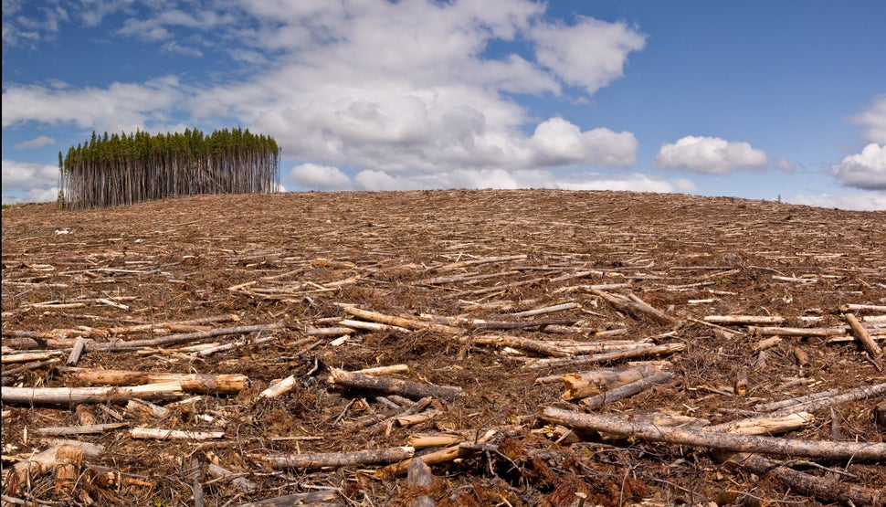 A small island of trees in a clear-cut pine forest. Dramatic changes in land use have contributed to the rise of zoonotic diseases.