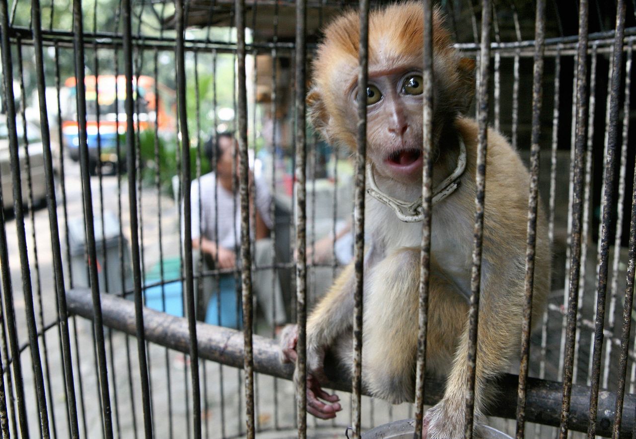 A monkey is kept in a cage for sale at an animal market in Jakarta, Indonesia, in May 2007.