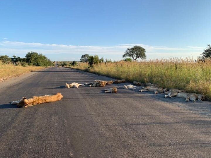 クルーガー国立公園の路上で横たわるライオンたち