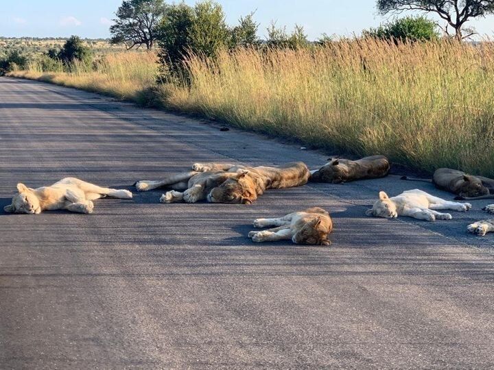 国立公園内の路上で横たわるライオンたち