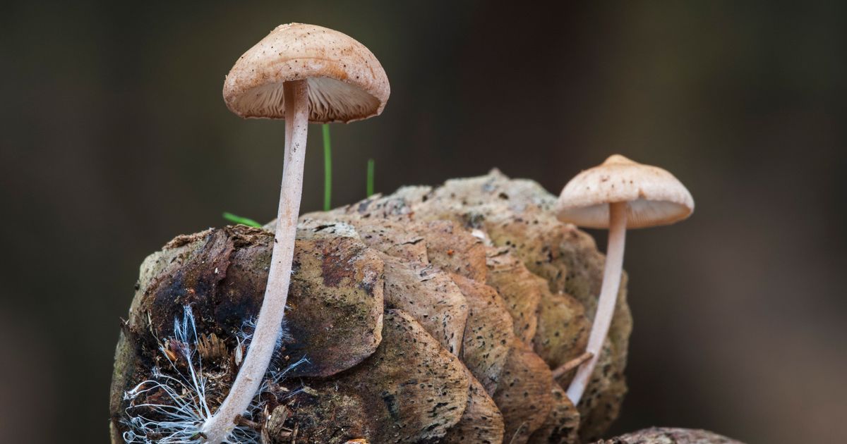 Why People Think Mushrooms Could Save The World