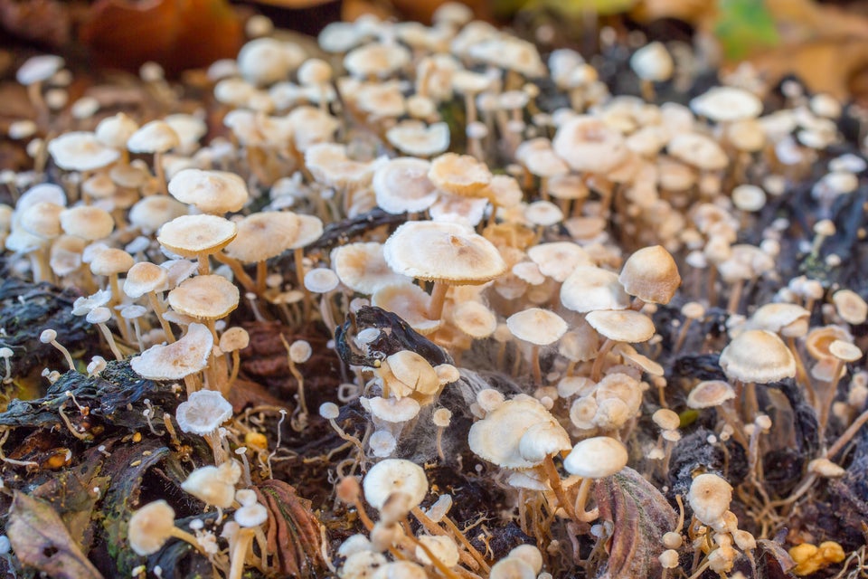A slew of startups see mushrooms as an environmental game-changer — able to replace some plastics,...