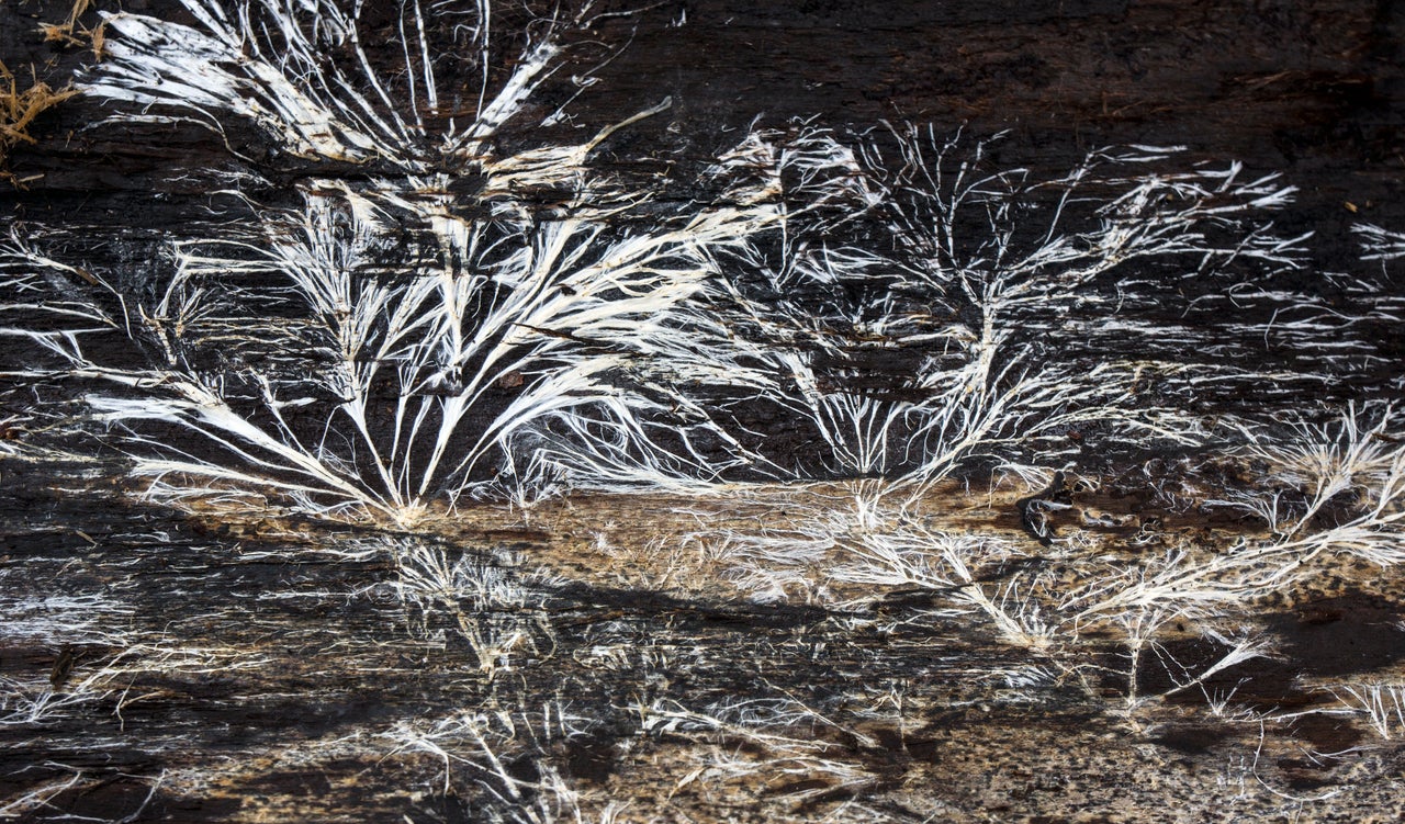 Patterns formed by mycelium on the inside of tree bark.