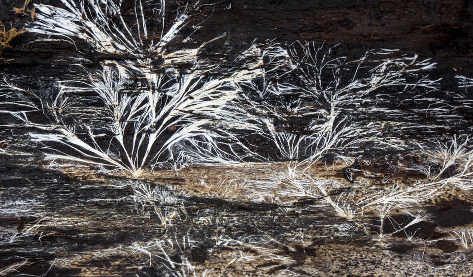 Patterns formed by mycelium on the inside of tree