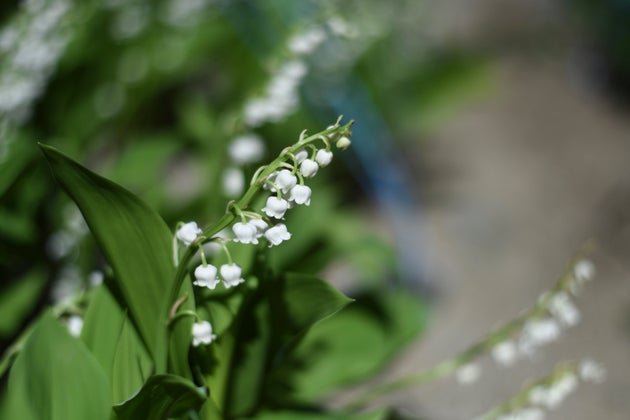Un Brin De Muguet Pour Le 1er Mai Voici Ou En Trouver Le Huffpost Un Brin De Muguet Pour Le 1er Mai Voici Ou En Trouver Le Huffpost