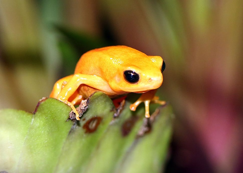 A poisonous, critically endangered golden mantella frog in the rainforest of Madagascar. Habitat loss from logging and agricu