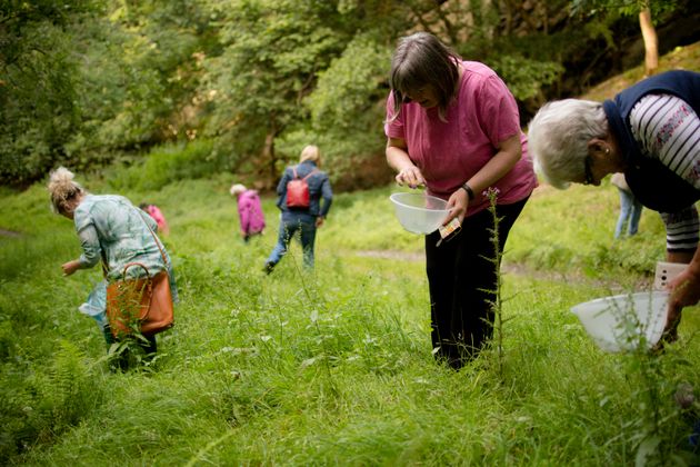 Original Outdoors Foraging Workshop