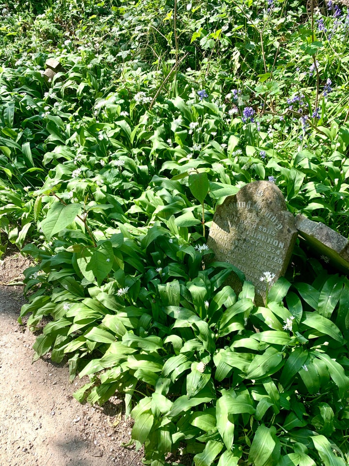 Wild Garlic foraging in cemetery park.