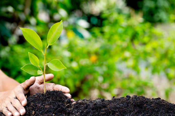 There are many ways to honor Earth Day from your own home and yard. 