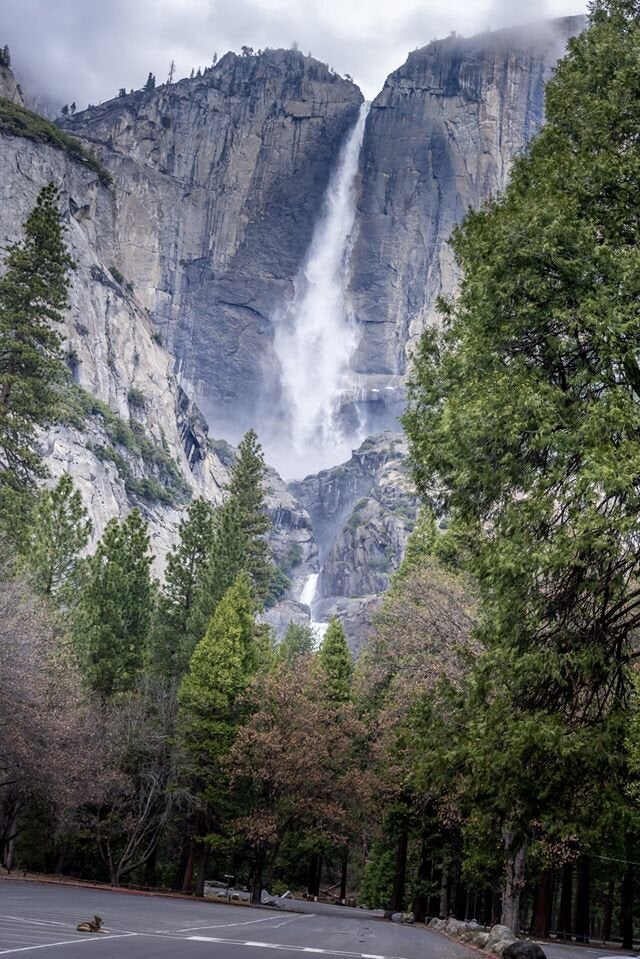 Coyote at Yosemite Falls