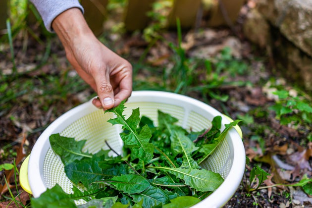 Hands of man picking wild green dandelion leaves for health on trail in park or garden backyard closeup of leafy greens