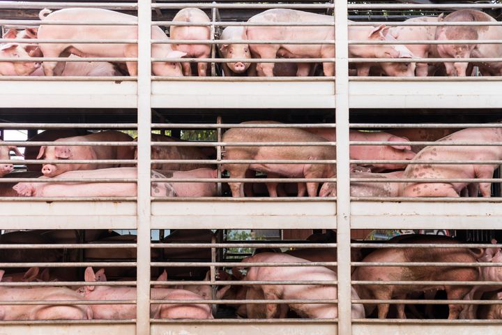 plenty pigs during transport by truck