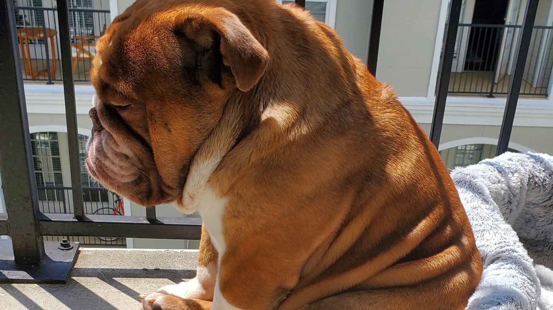Ce Chien En Confinement Resume Parfaitement Notre Etat D Esprit Le Huffpost Ce Chien En Confinement Resume Parfaitement Notre Etat D Esprit Le Huffpost