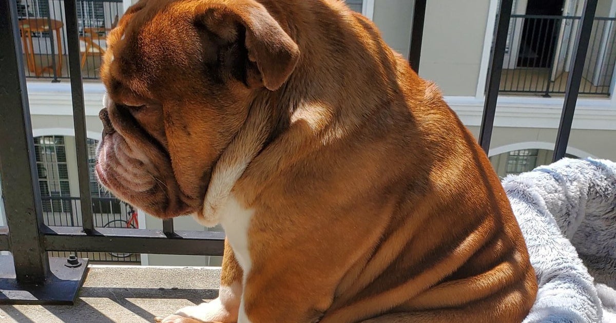 Ce Chien En Confinement Resume Parfaitement Notre Etat D Esprit Le Huffpost