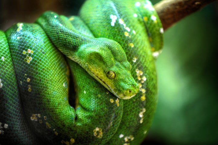 A green tree python. Eek!