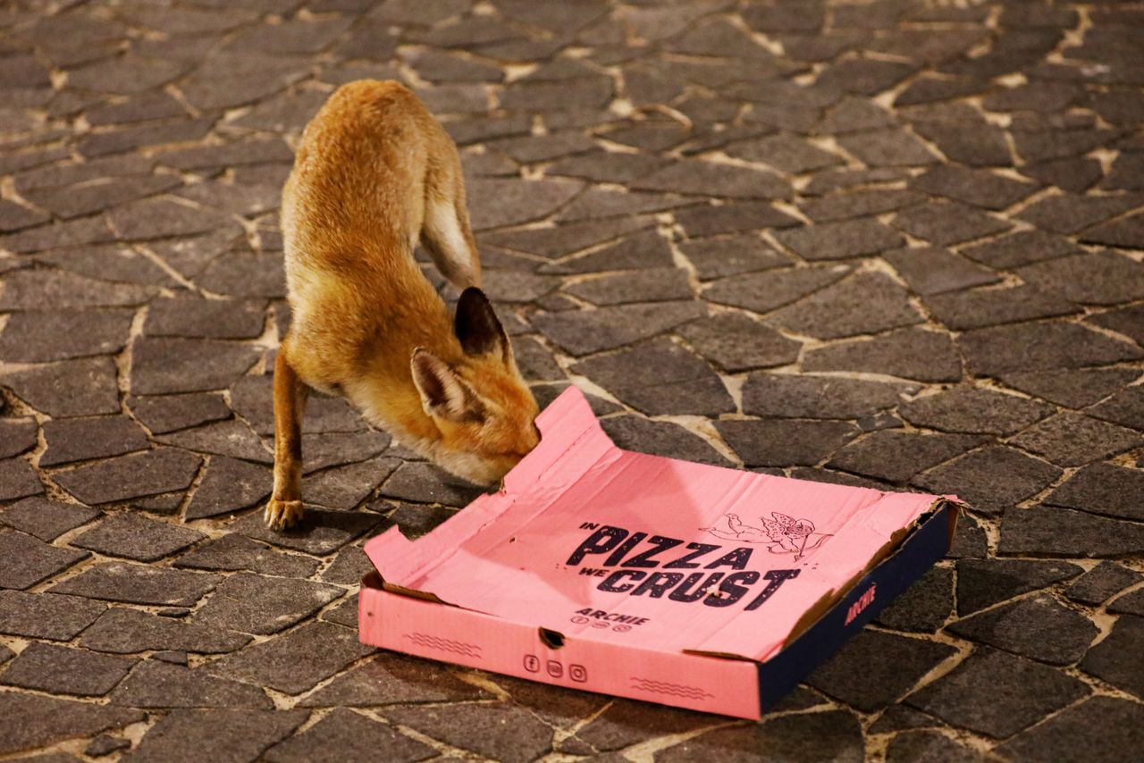 Αλεπού ψαχουλεύει κουτί από πίτσα, Ασκελόν (Ισραήλ)