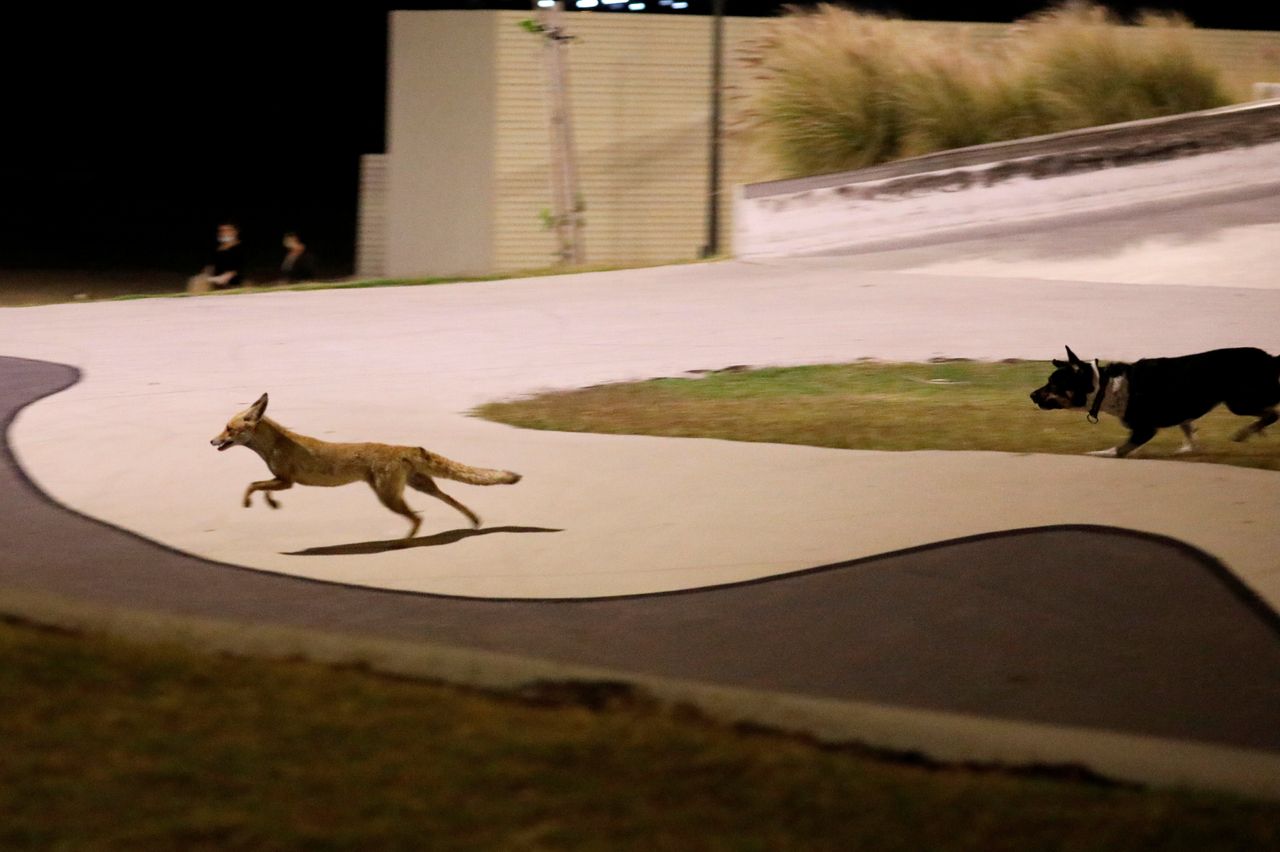 Σκύλος παίζει παρέα με μια αλεπού, Ασκελόν (Ισραήλ)