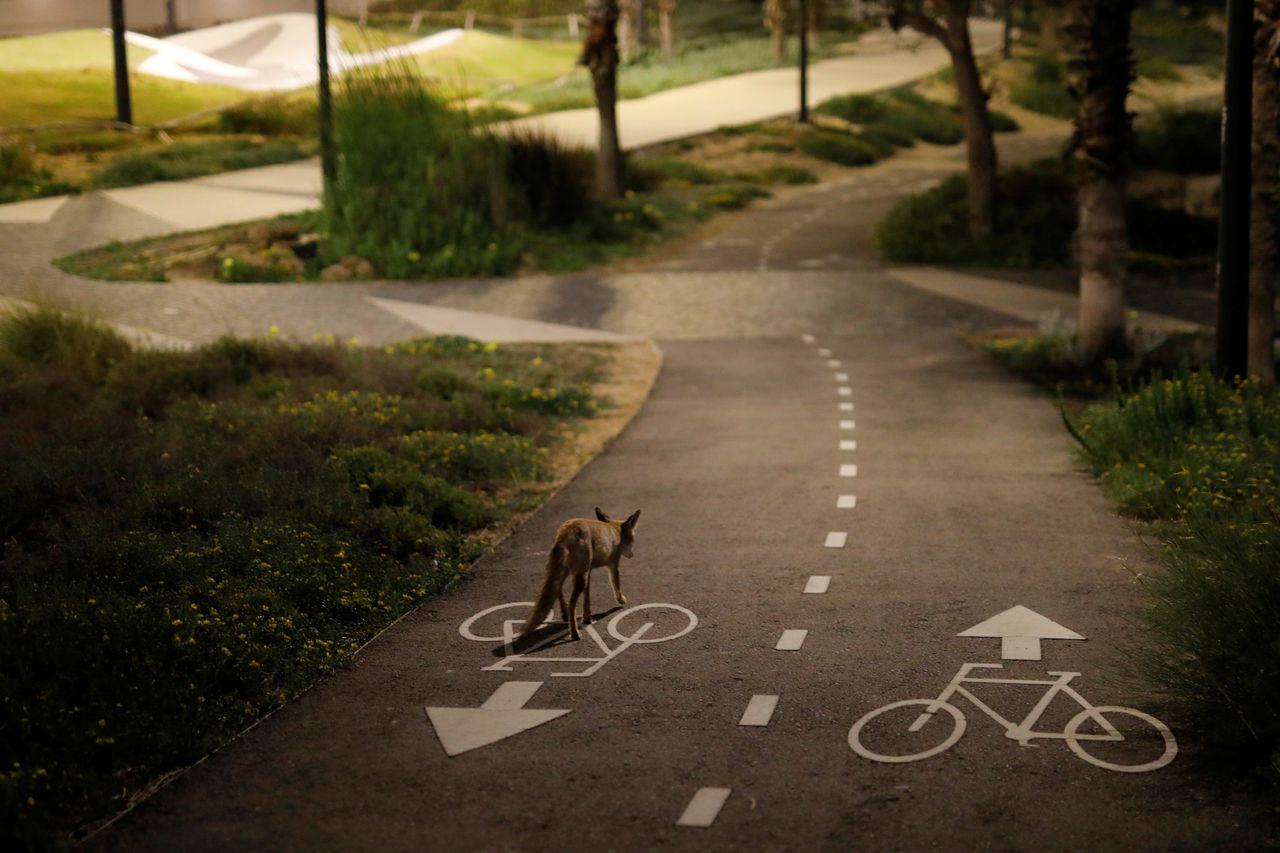 Αλεπού σε ποδηλατόδρομο, Ασκελόν (Ισραήλ)