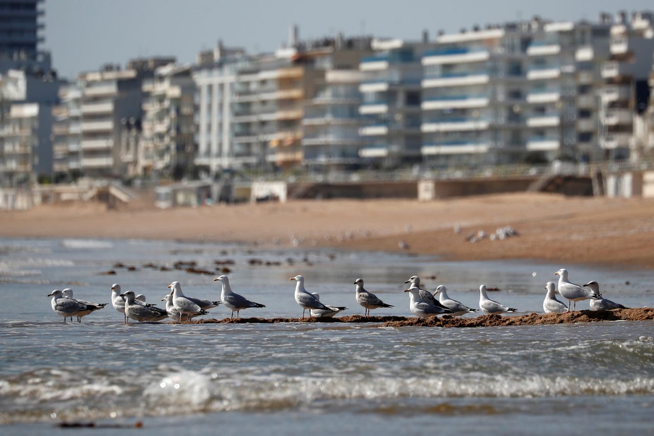 Γλάροι σε άδεια παραλία Λα Μπολ (Γαλλία)