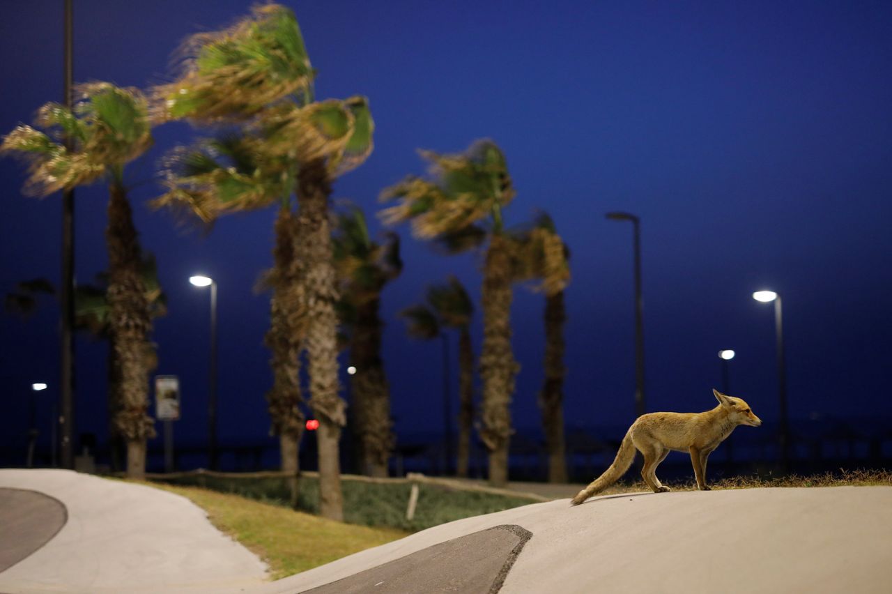 Κόκκινη αλεπού σε πάρκο του Ασκελόν (Ισραήλ)
