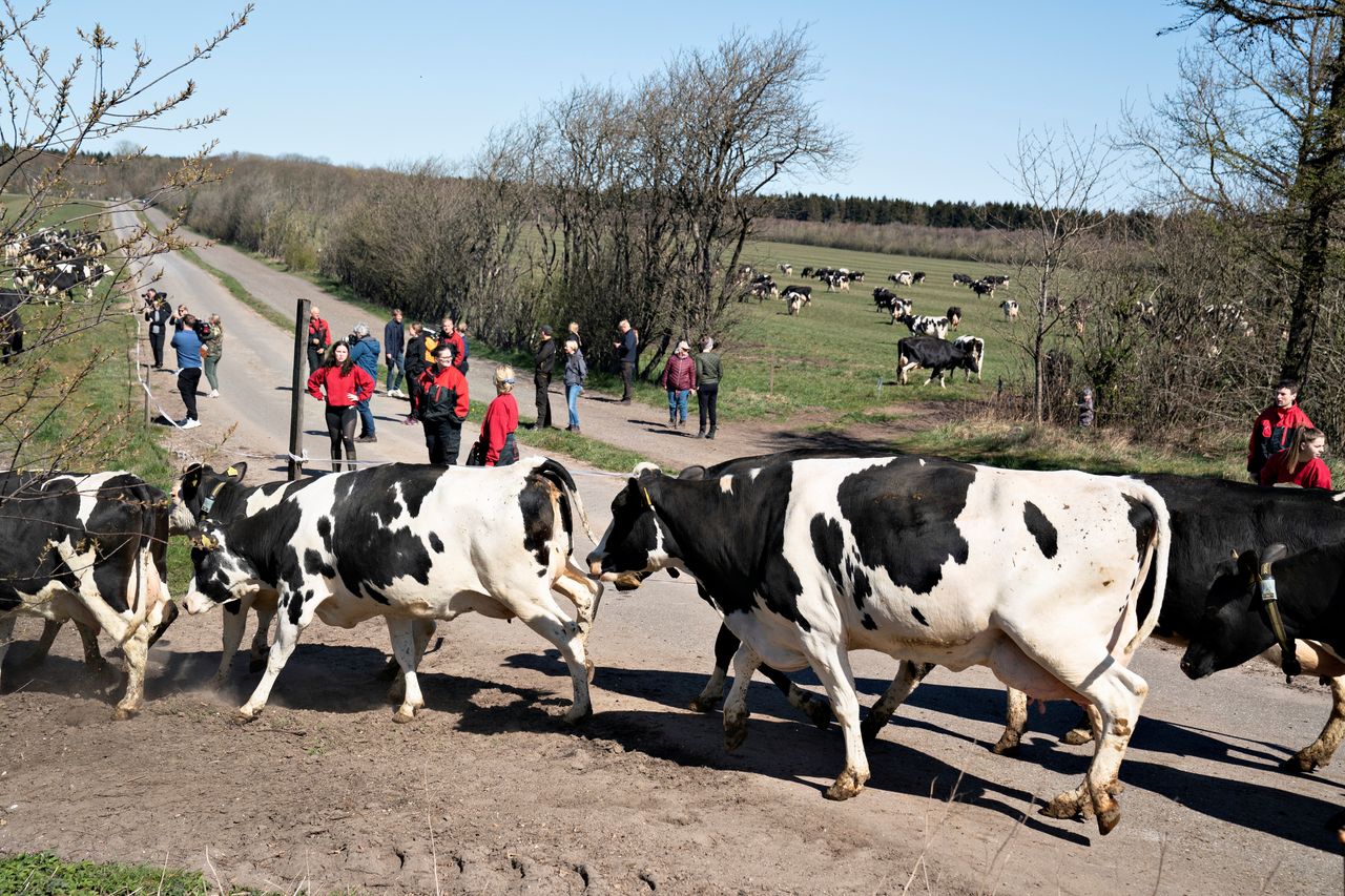 Αγελάδες ξεχύνονται ανενόχλητες στους αγρούς, Τεμ (Δανία)