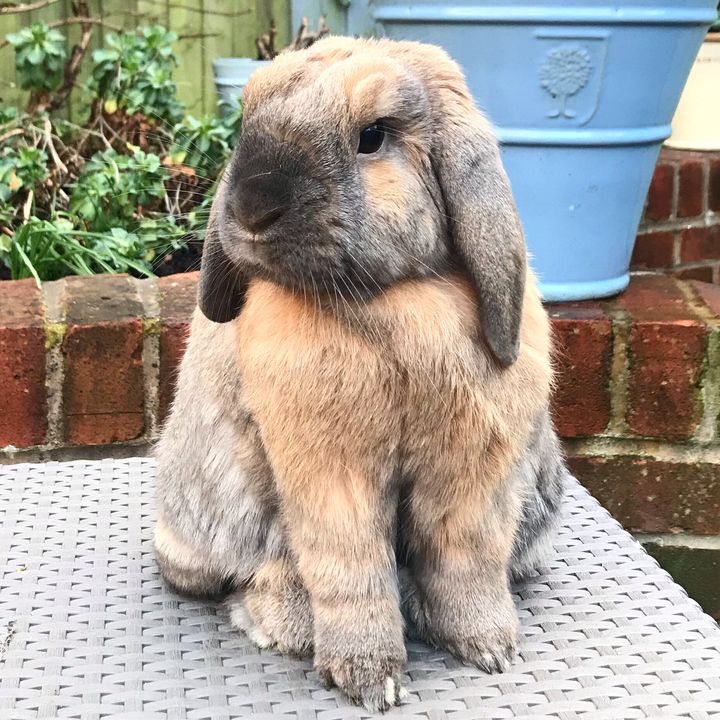 Basil the bunny