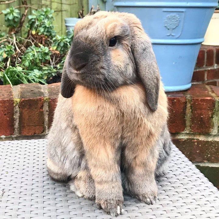 Basil the bunny