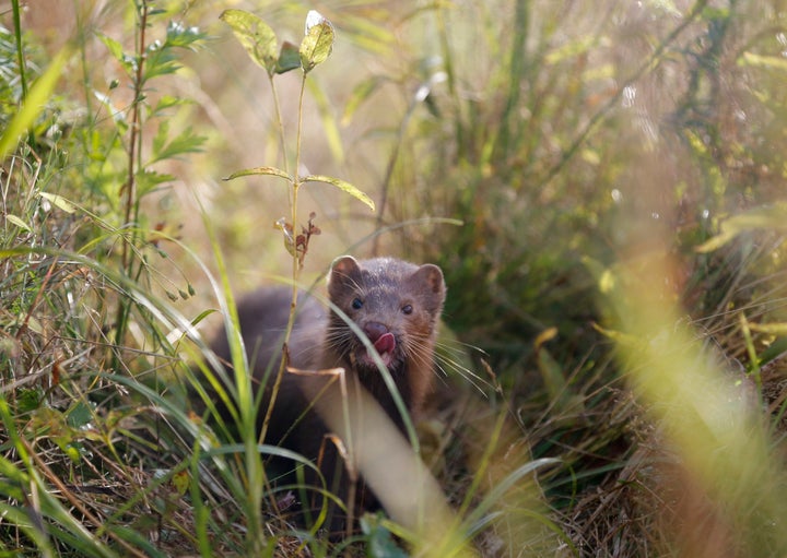 Minks are small, carnivorous mammals in the same family as weasels, otters and ferrets.