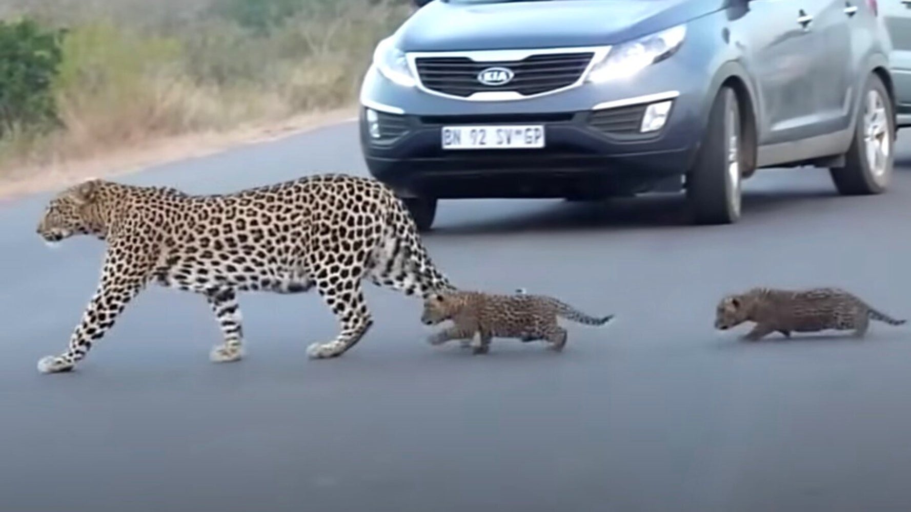 ヒョウのお母さん 幼い我が子に道路の渡り方を教える だけど子ヒョウ 途中で腰を抜かしてしまい ハフポスト ヒョウのお母さん 幼い我が子に道路の渡り方を教える だけど子ヒョウ 途中で腰を抜かしてしまい ハフポスト