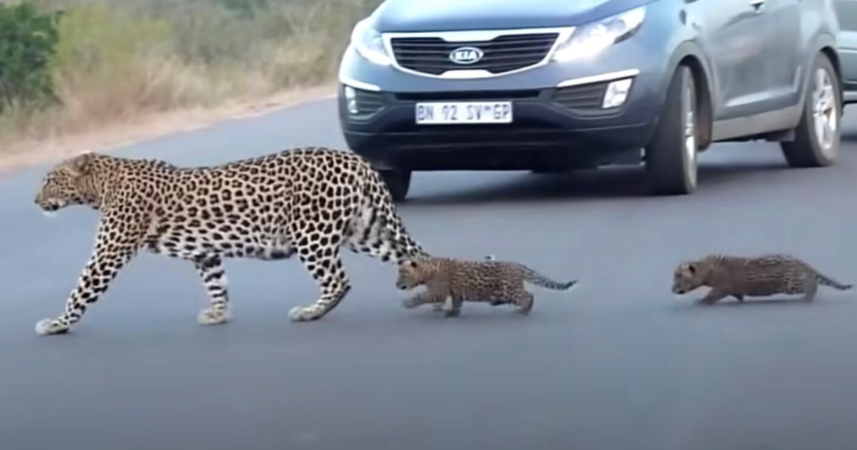 ヒョウのお母さん 幼い我が子に道路の渡り方を教える だけど子ヒョウ 途中で腰を抜かしてしまい ハフポスト