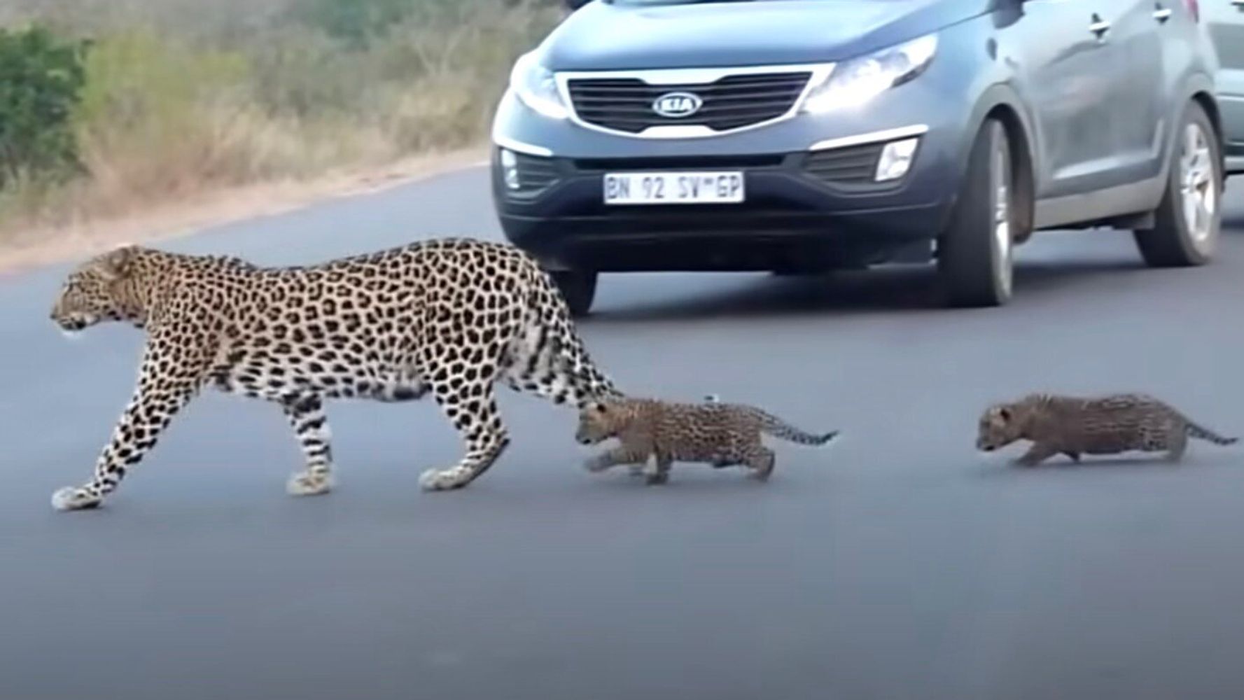 ヒョウのお母さん 幼い我が子に道路の渡り方を教える だけど子ヒョウ 途中で腰を抜かしてしまい ハフポスト