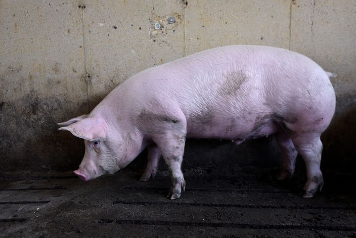 Hog farmer Mike Patterson's animals, who have been put on a diet so they take longer to fatten up due to the supply chain dis