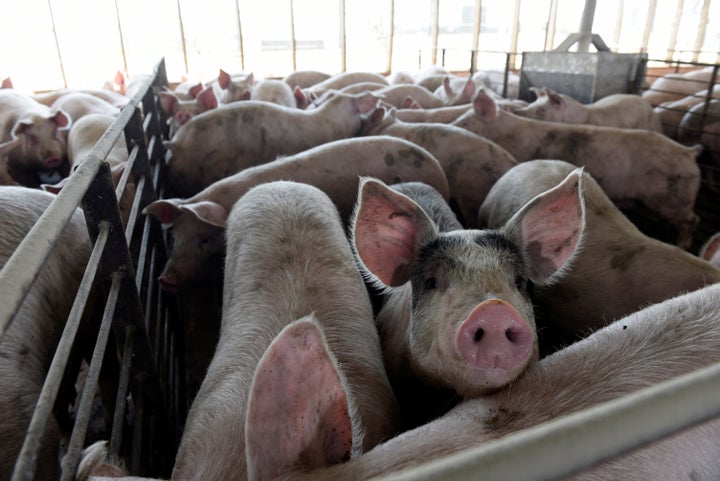 Hog farmer Mike Patterson's animals, who have been put on a diet so they take longer to fatten up due to the supply chain disruptions caused by coronavirus disease (COVID-19) outbreaks, at his property in Kenyon, Minnesota, U.S. April 23, 2020. Picture taken April 23, 2020. REUTERS/Nicholas Pfosi