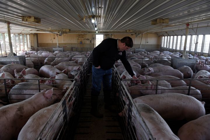 Hog farmer Mike Patterson, who has put his animals on a diet so they take longer to fatten up due to the supply chain disruptions caused by coronavirus disease (COVID-19) outbreaks, walks through one of his barns at his property in Kenyon, Minnesota, U.S. April 23, 2020. Picture taken April 23, 2020. REUTERS/Nicholas Pfosi