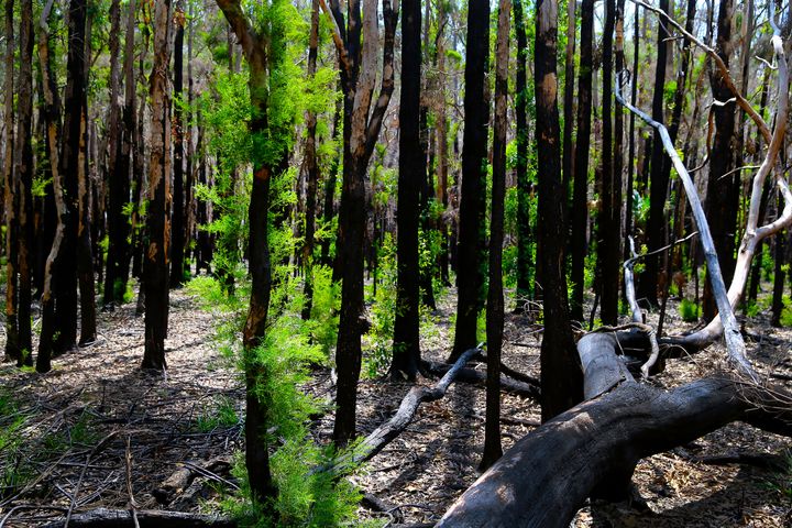 New growth is seen in bush in Port Macquarie, the local tourism authority said regeneration of the bushland happened earlier than expected, which was welcome news for wildlife and for when tourists are eventually make a return to the area. (Photo by Nathan Edwards/Getty Images)