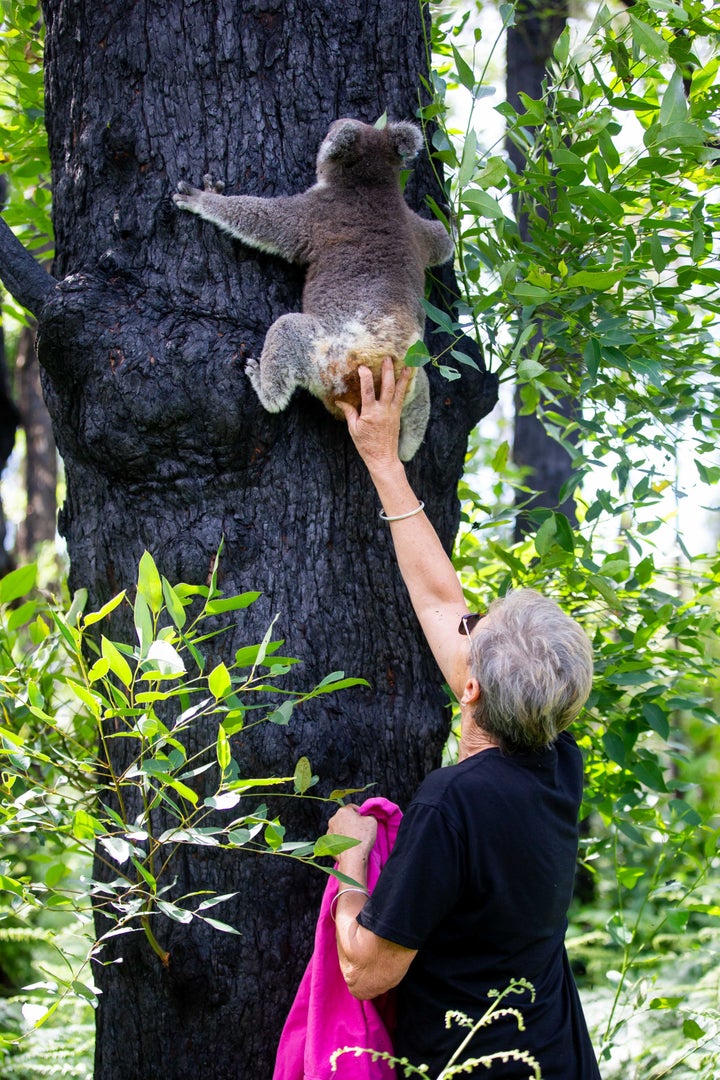 Anwen is one of 26 koalas released last month after their original habitat recovered from bushfire damage earlier than expected due to heavy rainfall in the area. Port Macquarie Koala Hospital, the facility that cared for the koalas, went viral after volunteers worked around the clock to help save bushfire-affected koalas. When travel restrictions lift, Port Macquarie Koala Hospital will be open to visitors again.