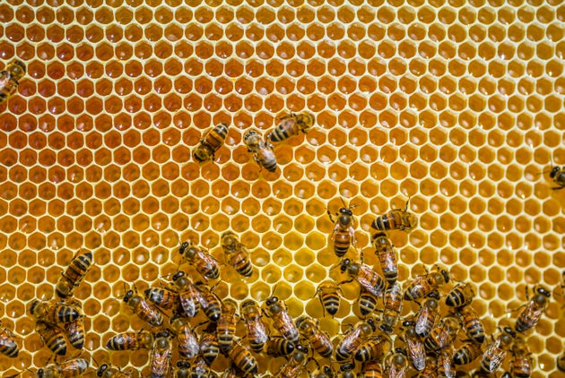 Le Confinement A T Il Rendu Les Abeilles Plus Productives En Miel Le Huffpost Le Confinement A T Il Rendu Les Abeilles Plus Productives En Miel Le Huffpost