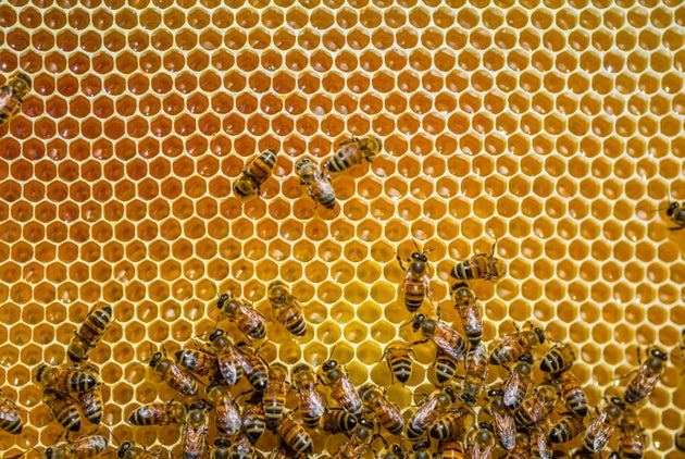 Le Confinement A T Il Rendu Les Abeilles Plus Productives En Miel Le Huffpost