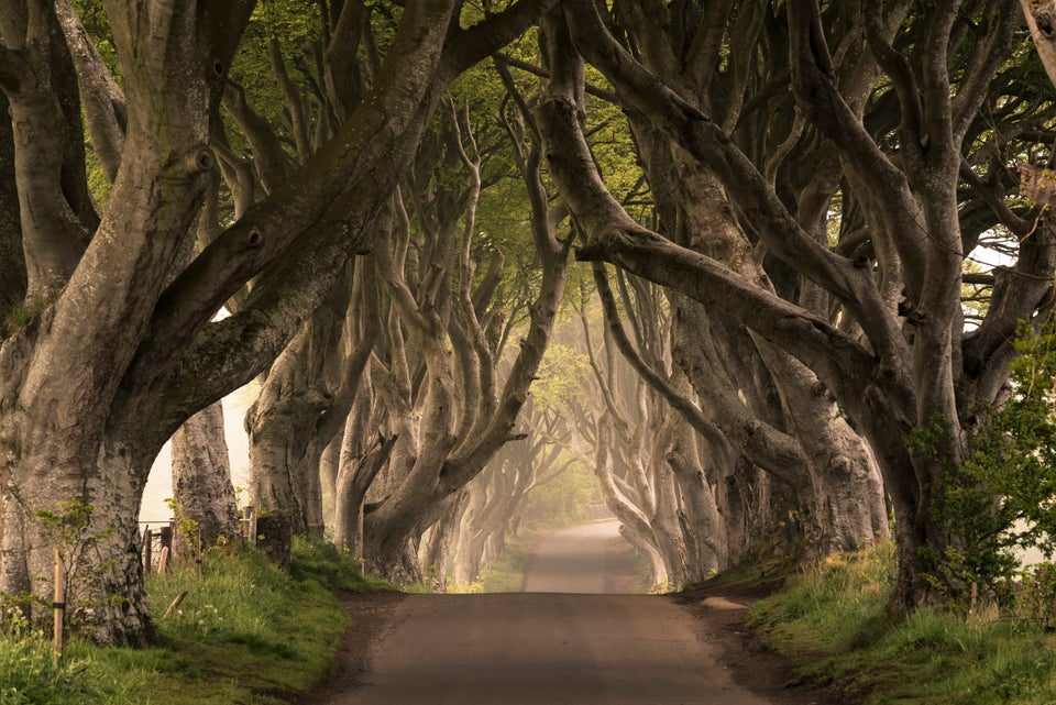 Ένας δρόμος που σκεπάζεται με οξιές, το The Dark Hedges υπήρξε από καιρό ένα από τα πιο φωτογραφημένα αξιοθέατα στη Βόρεια Ιρλανδία.Χρησιμοποιήθηκε επίσης ως το Kingsroad στο 